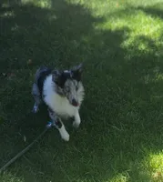 Marcus, a male Shetland Sheepdog for sale in Fernley, NV – 1 of 10