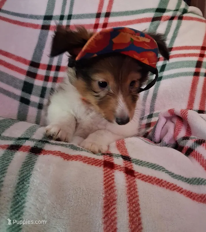 Articus – Shetland Sheepdog puppy for sale in Fernley, NV