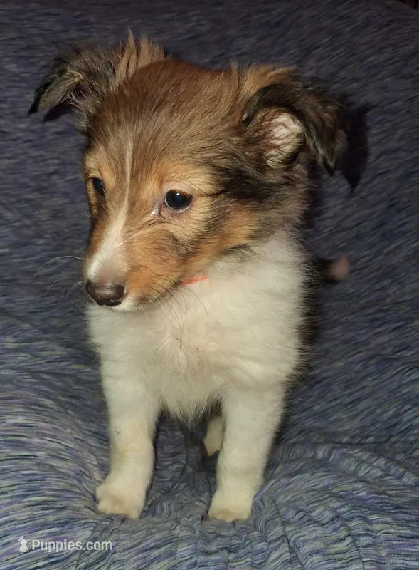 Articus – Shetland Sheepdog puppy for sale in Fernley, NV