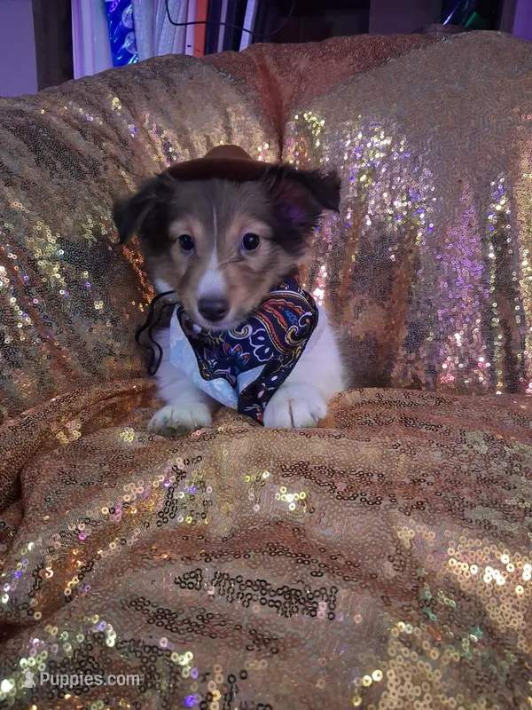 Articus – Shetland Sheepdog puppy for sale in Fernley, NV