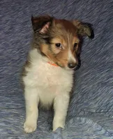 Articus, a male Shetland Sheepdog for sale in Fernley, NV – Photo 3 of 3