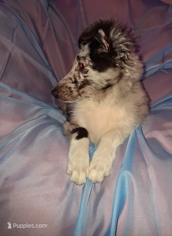Marcus – Shetland Sheepdog puppy for sale in Fernley, NV