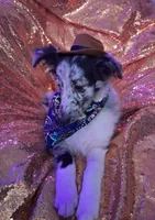 Marcus, a male Shetland Sheepdog for sale in Fernley, NV – 5 of 5