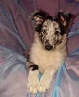 Marcus, a male Shetland Sheepdog for sale in Fernley, NV – 2 of 5