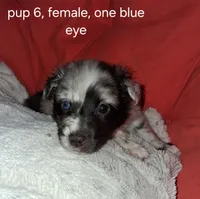 Cleo, a female Shetland Sheepdog for sale in Fernley, NV – Photo 3 of 3