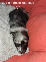 Cleo, a female Shetland Sheepdog for sale in Fernley, NV – Photo 1 of 3