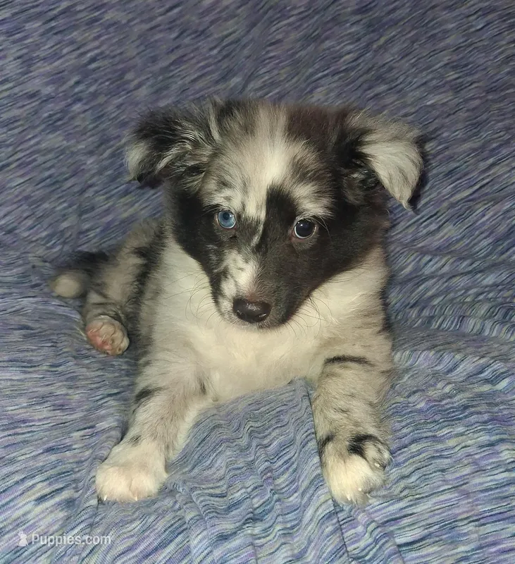 Cleo – Shetland Sheepdog puppy for sale in Fernley, NV
