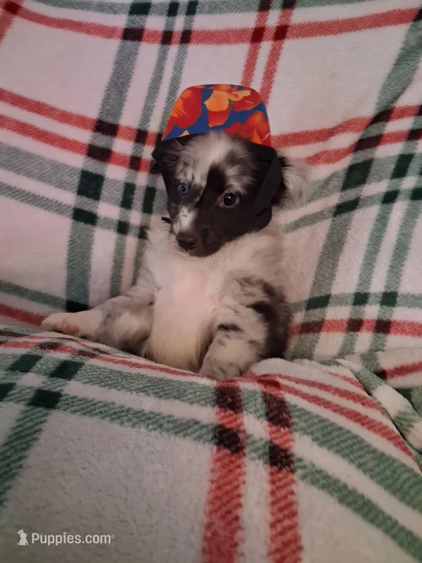 Cleo – Shetland Sheepdog puppy for sale in Fernley, NV