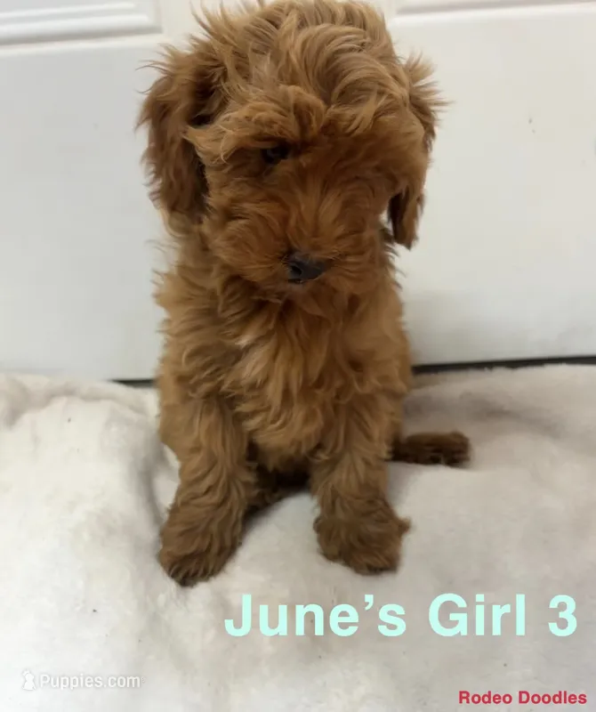 June’s Girl 3 – Miniature Goldendoodle puppy for sale in Okarche, OK