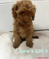 June’s Girl 3, a female Miniature Goldendoodle for sale in Okarche, OK – 1 of 4