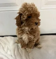 Livvy’s Girl, a female Miniature Goldendoodle for sale in Okarche, OK – 2 of 4