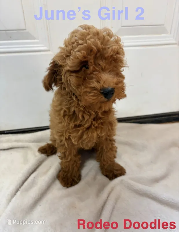 June’s Girl 2 – Miniature Goldendoodle puppy for sale in Okarche, OK