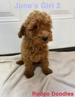 June’s Girl 2, a female Miniature Goldendoodle for sale in Okarche, OK – 1 of 2