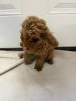 Boy 5, a male Miniature Goldendoodle for sale in Okarche, OK – 4 of 4