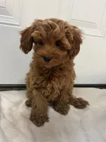 Boy 6, a male Miniature Goldendoodle for sale in Okarche, OK – 4 of 5
