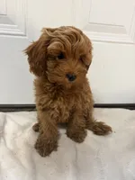 Boy 6, a male Miniature Goldendoodle for sale in Okarche, OK – 5 of 5