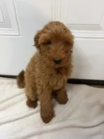 Boy 2, a male Miniature Goldendoodle for sale in Okarche, OK – 2 of 3