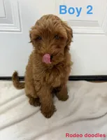 Boy 2, a male Miniature Goldendoodle for sale in Okarche, OK – 1 of 3