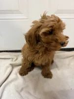 Boy 1, a male Miniature Goldendoodle for sale in Okarche, OK – 3 of 4