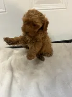 June’s Girl 3, a female Miniature Goldendoodle for sale in Okarche, OK – 2 of 4