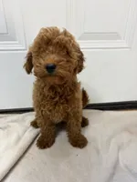 June’s Girl 2, a female Miniature Goldendoodle for sale in Okarche, OK – 2 of 2