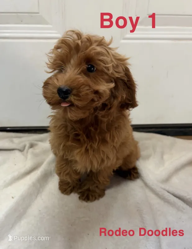 Boy 1 – Miniature Goldendoodle puppy for sale in Okarche, OK