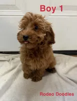 Boy 1, a male Miniature Goldendoodle for sale in Okarche, OK – 1 of 4