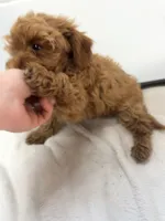 June’s Girl 3, a female Miniature Goldendoodle for sale in Okarche, OK – 4 of 4