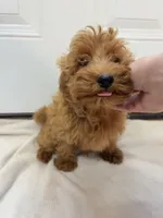 Boy 1, a male Miniature Goldendoodle for sale in Okarche, OK – 2 of 4