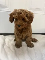 Boy 6, a male Miniature Goldendoodle for sale in Okarche, OK – 2 of 5