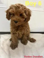 Boy 6, a male Miniature Goldendoodle for sale in Okarche, OK – 1 of 5