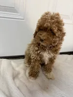 Livvy’s Girl, a female Miniature Goldendoodle for sale in Okarche, OK – 4 of 4
