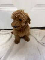 Boy 1, a male Miniature Goldendoodle for sale in Okarche, OK – 4 of 4
