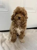 Livvy’s Girl, a female Miniature Goldendoodle for sale in Okarche, OK – 3 of 4