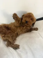 June’s Girl 3, a female Miniature Goldendoodle for sale in Okarche, OK – 3 of 4