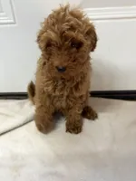 Boy 5, a male Miniature Goldendoodle for sale in Okarche, OK – 2 of 4