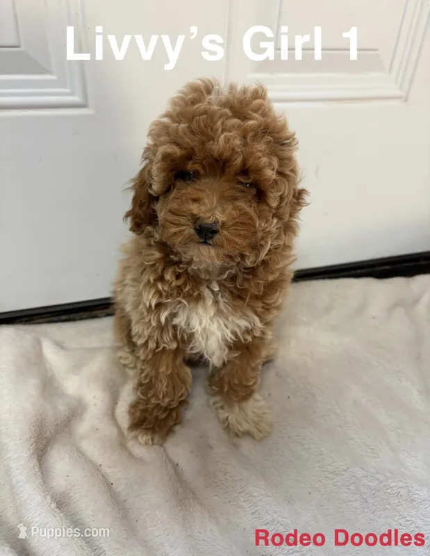 Livvy’s Girl – Miniature Goldendoodle puppy for sale in Okarche, OK