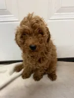 Boy 5, a male Miniature Goldendoodle for sale in Okarche, OK – 3 of 4