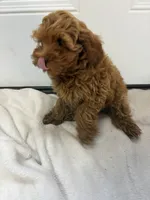 Boy 6, a male Miniature Goldendoodle for sale in Okarche, OK – 3 of 5