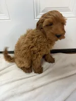Boy 2, a male Miniature Goldendoodle for sale in Okarche, OK – 3 of 3