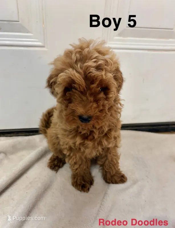 Boy 5 – Miniature Goldendoodle puppy for sale in Okarche, OK