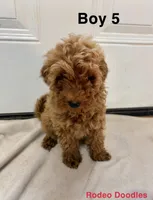 Boy 5, a male Miniature Goldendoodle for sale in Okarche, OK – 1 of 4