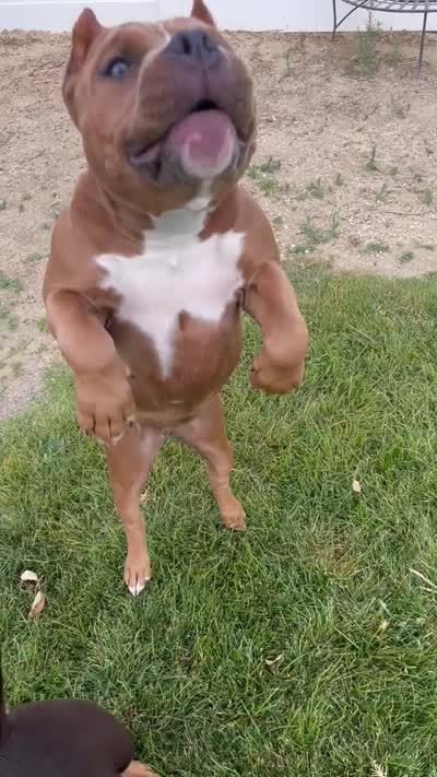 Lotta Trouble, a female American Bully for sale in Temecula, CA – 3 of 4