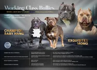 Lotta Trouble, a female American Bully for sale in Temecula, CA – 4 of 4