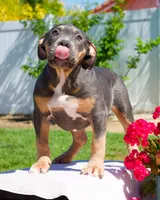 Blueberry, a female American Bully for sale in Temecula, CA – 2 of 4