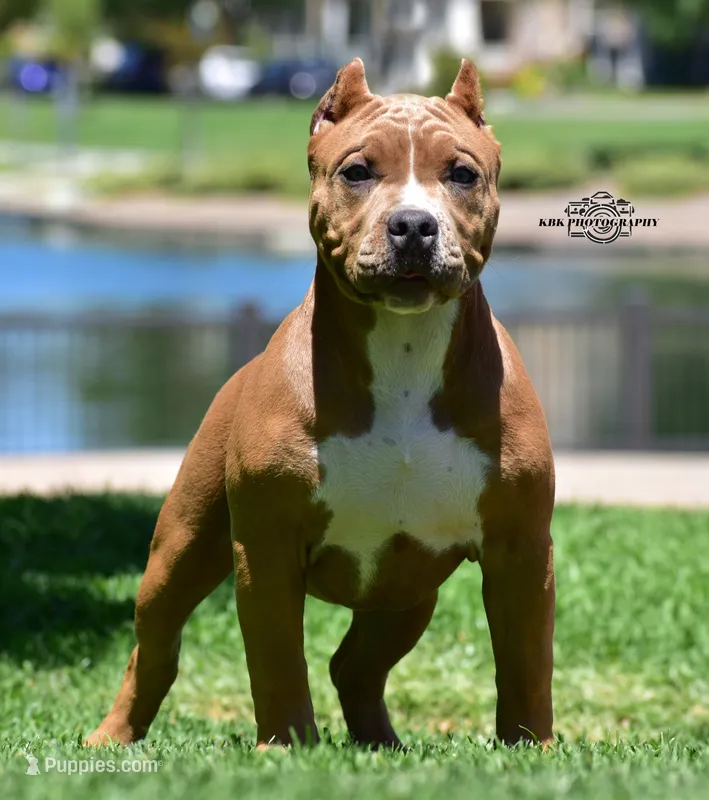 Lotta Trouble – American Bully puppy for sale in Temecula, CA