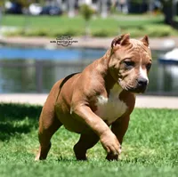 Lotta Trouble, a female American Bully for sale in Temecula, CA – 2 of 4