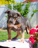 Blueberry, a female American Bully for sale in Temecula, CA – 1 of 4