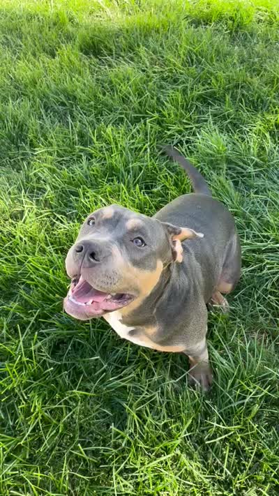 Blueberry, a female American Bully for sale in Temecula, CA – 4 of 4