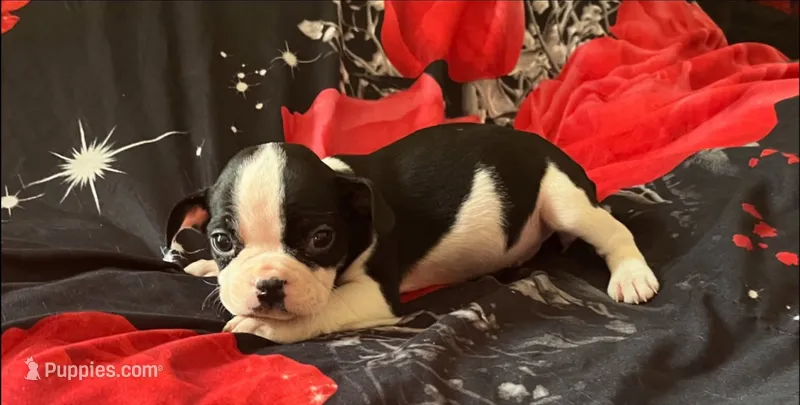 MooMoo – American Bulldog, French Bulldog puppy for sale in Richmond, VA